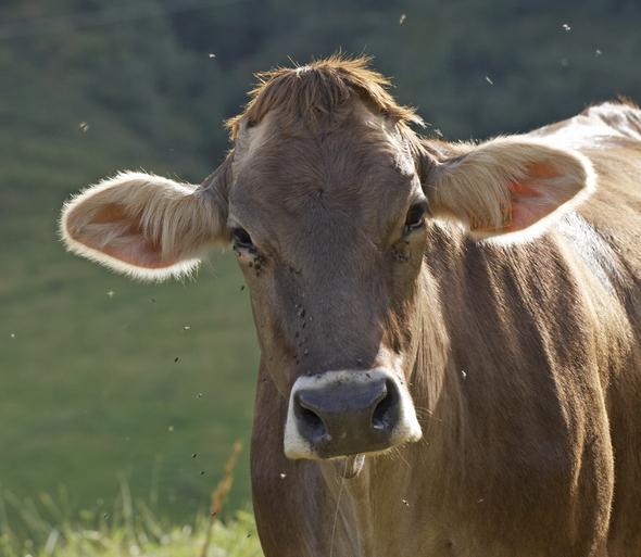 Cambiati Myth Busters! Dairy & Calcium, Cereal & Milk, and more…